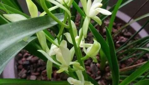 黄兰花的寓意和花语是什么？黄兰花的象征意义有哪些常见疑问解答？