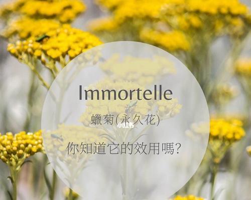 黄色蜡菊花语有哪些含义？