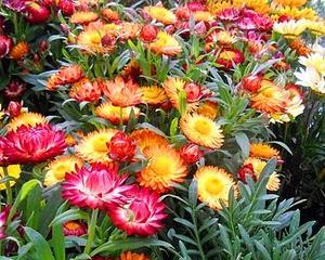黄色蜡菊花语有哪些含义？