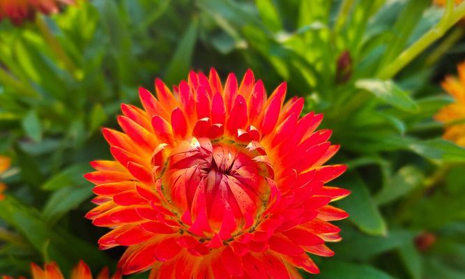 黄色蜡菊花语有哪些含义？