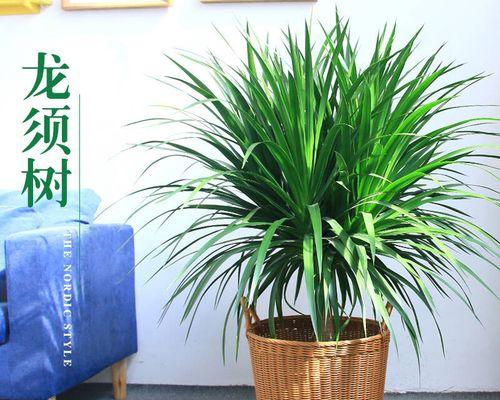 龙须树浇水频率如何根据季节调整？