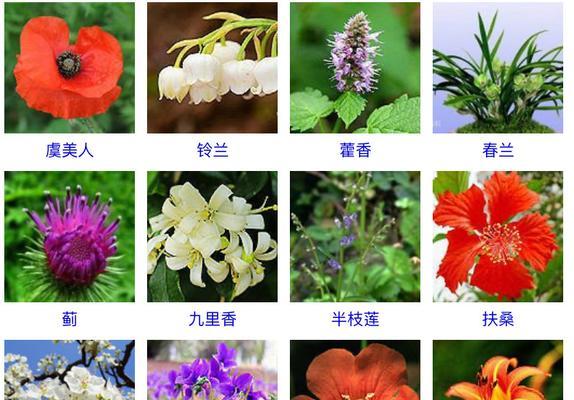 龙须树浇水频率如何根据季节调整？