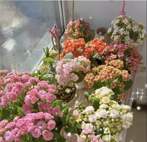 石竹花在家居风水中的寓意是什么？养石竹花有哪些风水讲究？
