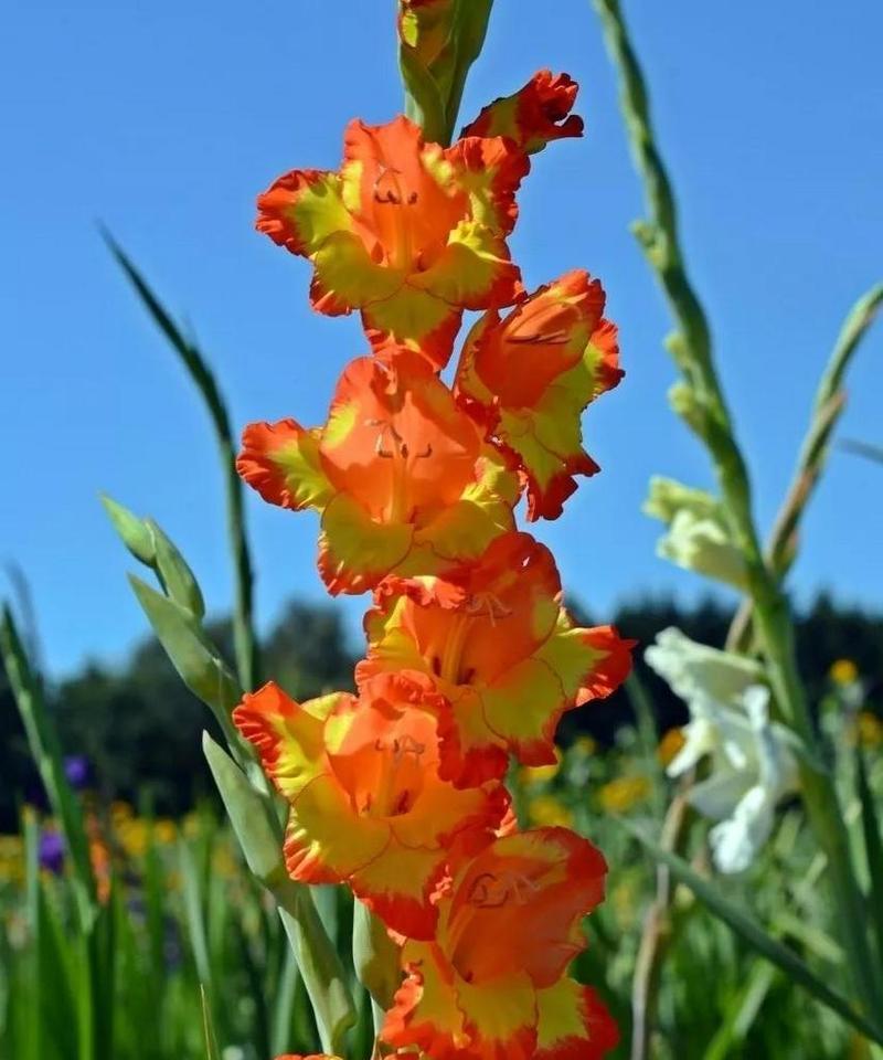 剑兰花的花语是什么意思？如何正确理解剑兰花的含义？