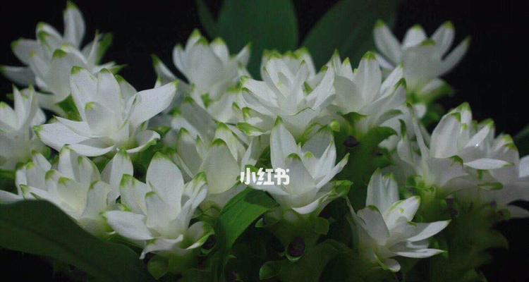 姜荷花的花语有哪些含义？