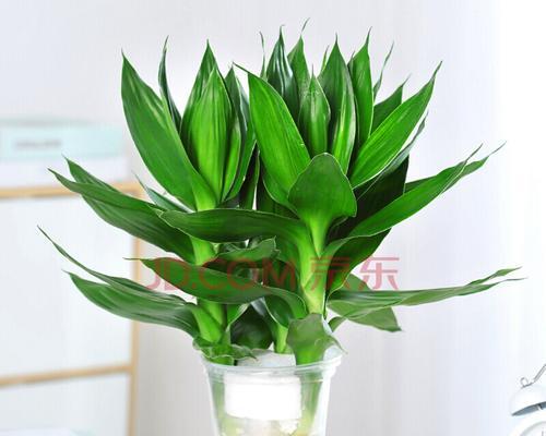 金边富贵竹花语是什么？如何养护才能花开富贵？
