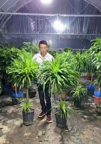 龙须树耐寒多少度？如何在冬季保护龙须树？