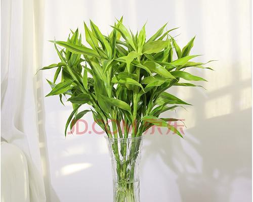 金边富贵竹花语是什么？如何养护才能花开富贵？