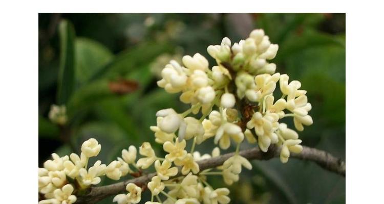 金桂花树花语是什么？如何养护金桂花树？