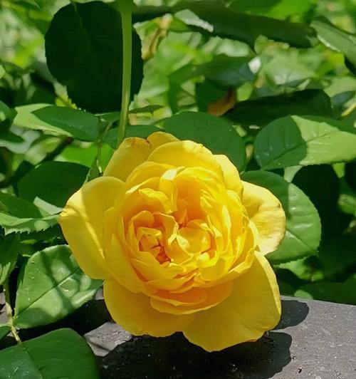 金奖章月季花语？如何正确解读金奖章月季的含义？