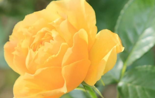 金奖章月季花语？如何正确解读金奖章月季的含义？