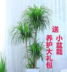 龙须树室内养护可行吗？需要注意哪些事项？