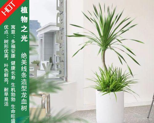 龙须树室内养护可行吗？需要注意哪些事项？