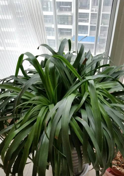 龙须树喜阴还是喜阳？光照需求与养殖技巧解析