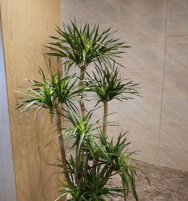 家里养龙须树几棵最合适？龙须树数量选择指南？