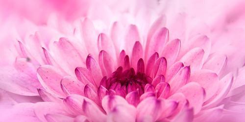 菊花的花语是什么？菊花背后有哪些美丽的故事？