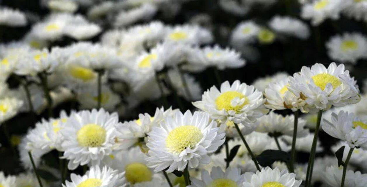 菊花的花语是什么？菊花背后有哪些美丽的故事？
