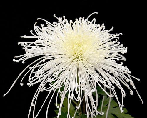 菊花的花语是什么？菊花背后有哪些美丽的故事？