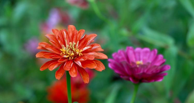 菊花代表什么？菊花的花语和象征意义有哪些？