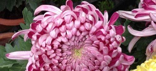 菊花代表什么？菊花的花语和寓意有哪些常见问题？