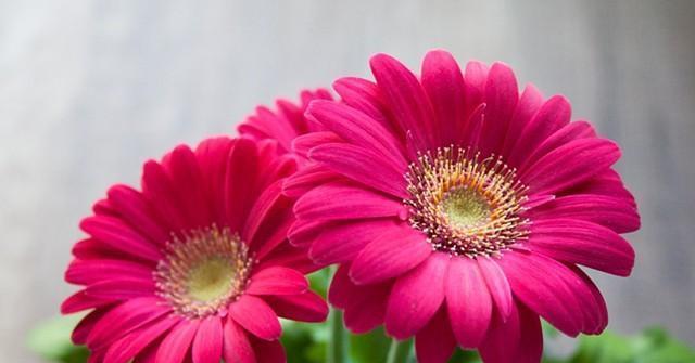 菊花的花语是什么？不同颜色的菊花代表什么含义？