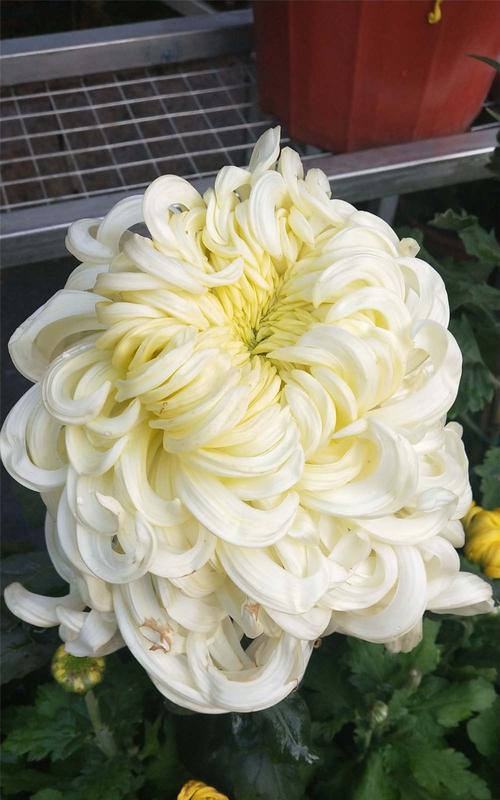菊花的花语是什么？不同颜色的菊花代表什么含义？