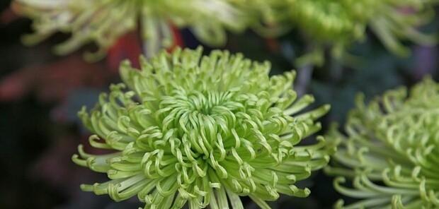菊花的花语是什么？不同颜色的菊花代表什么含义？