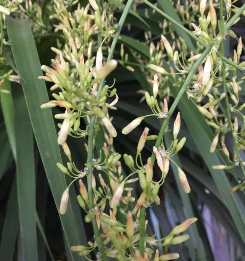 龙须树一年能长多高？生长速度快吗？