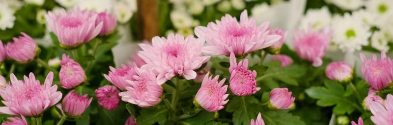菊花的花语代表什么？如何解读菊花的不同含义？