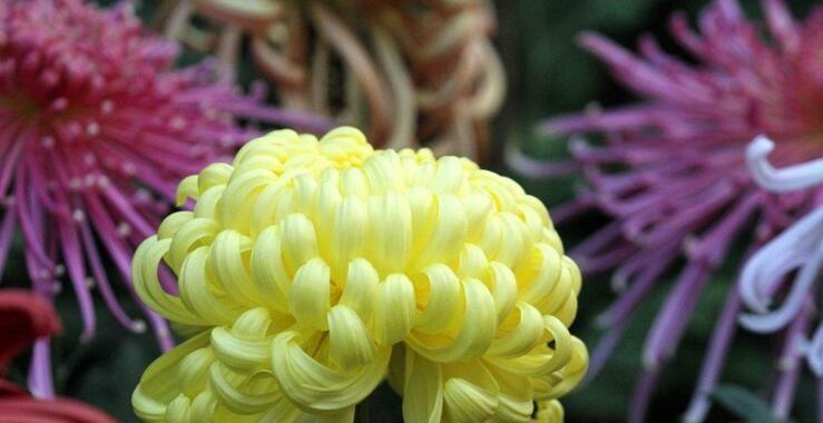 菊花的花语代表什么？如何解读菊花的不同含义？