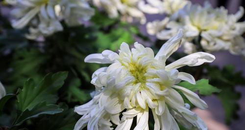 菊花的颜色和花语是什么？不同颜色的菊花代表什么含义？