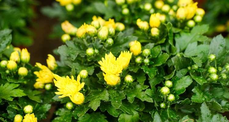 菊花的颜色和花语是什么？不同颜色的菊花代表什么含义？