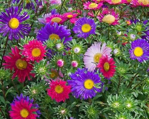 菊花有哪些特性？花语代表什么意思？