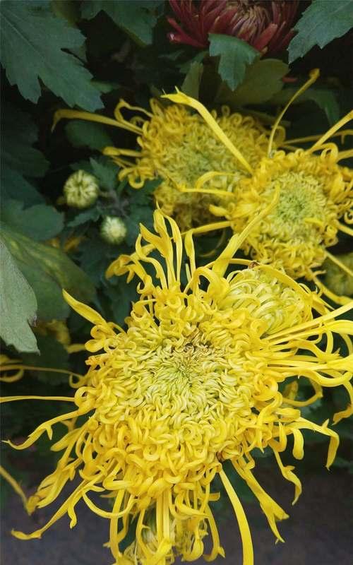 菊花有哪些特性？花语代表什么意思？
