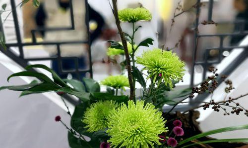 菊花有哪些特性？花语代表什么意思？