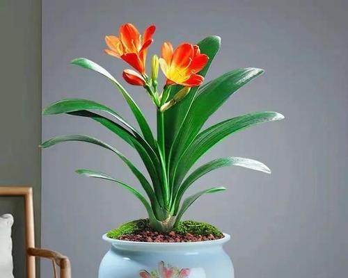 君子兰的花名代表什么含义？花语背后的故事是什么？