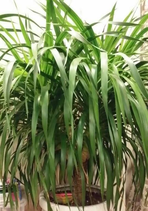龙须树有毒吗？室内养护需要注意什么？