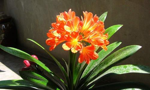 君子兰的花名代表什么含义？花语背后的故事是什么？
