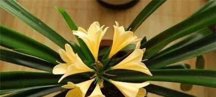 君子兰的花名代表什么含义？花语背后的故事是什么？