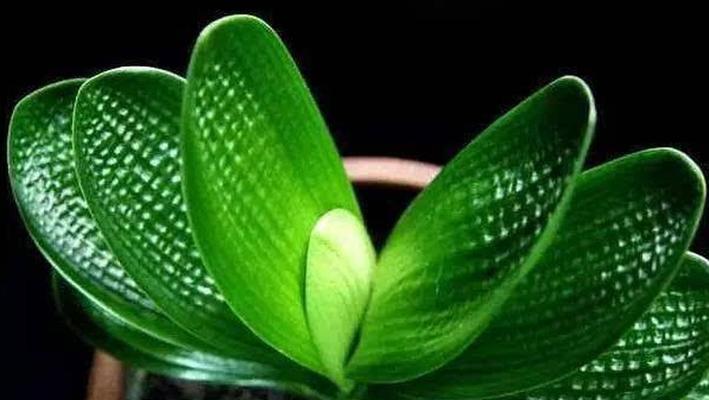 君子兰花的花语是什么？如何养护才能花开不断？