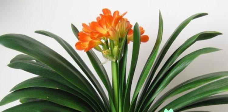 君子兰花的花语是什么？如何养护才能花开不断？