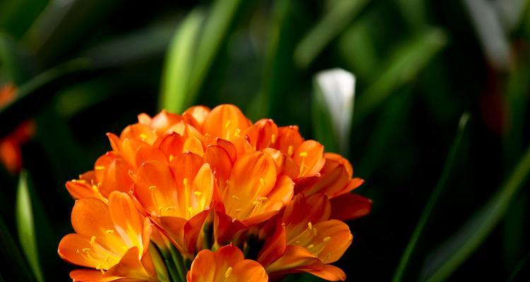 君子兰花的花语是什么？如何养护才能花开不断？