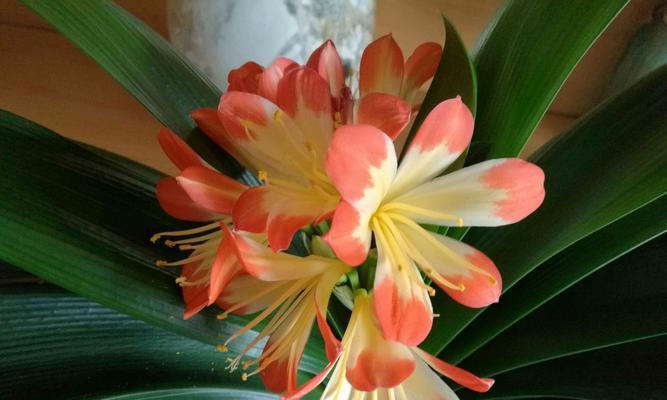 君子兰花象征什么？它的花语和文化意义是什么？