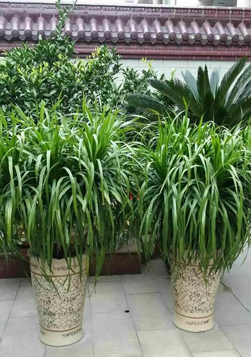 龙须树养护技巧有哪些？如何确保其茂盛生长？