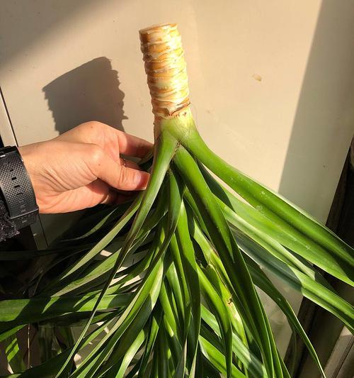 龙须树怎么养才能更旺盛？有哪些养护技巧？