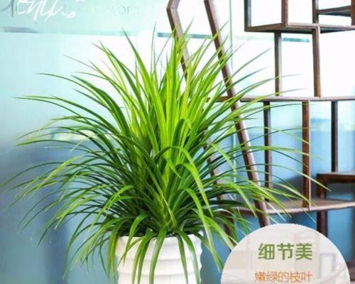 龙须铁喜欢阳光吗？如何正确养护龙须铁？