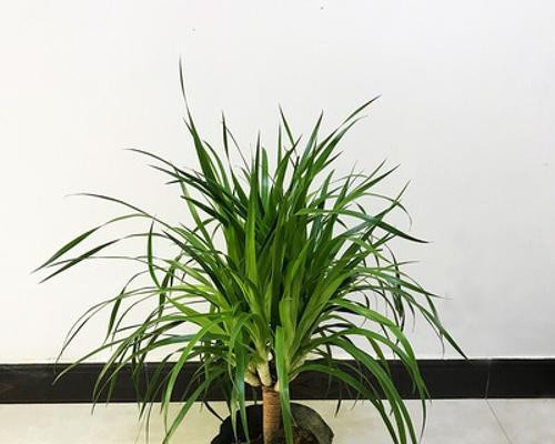 龙须铁喜欢阳光吗？如何正确养护龙须铁？