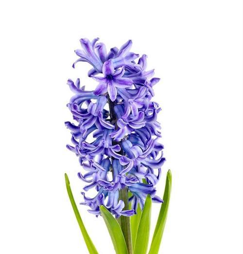 蓝色风信子的花语有哪些含义？