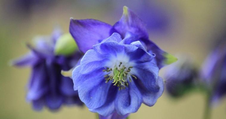 蓝色兰花代表什么花语？如何正确解读蓝色兰花的含义？