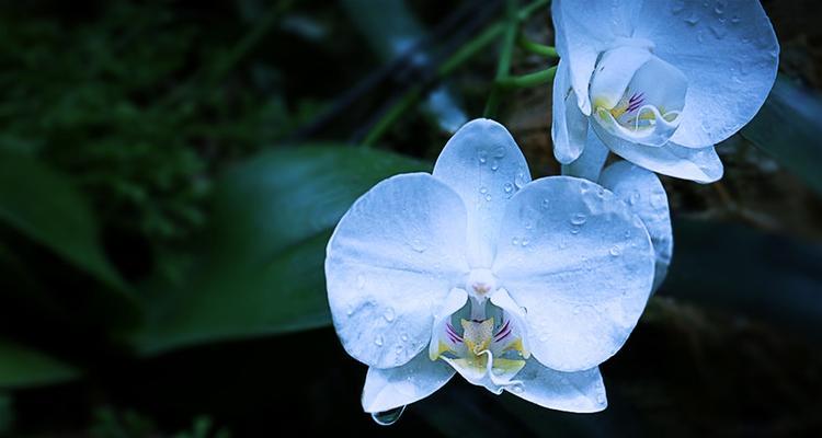 蓝色兰花代表什么花语？如何正确解读蓝色兰花的含义？